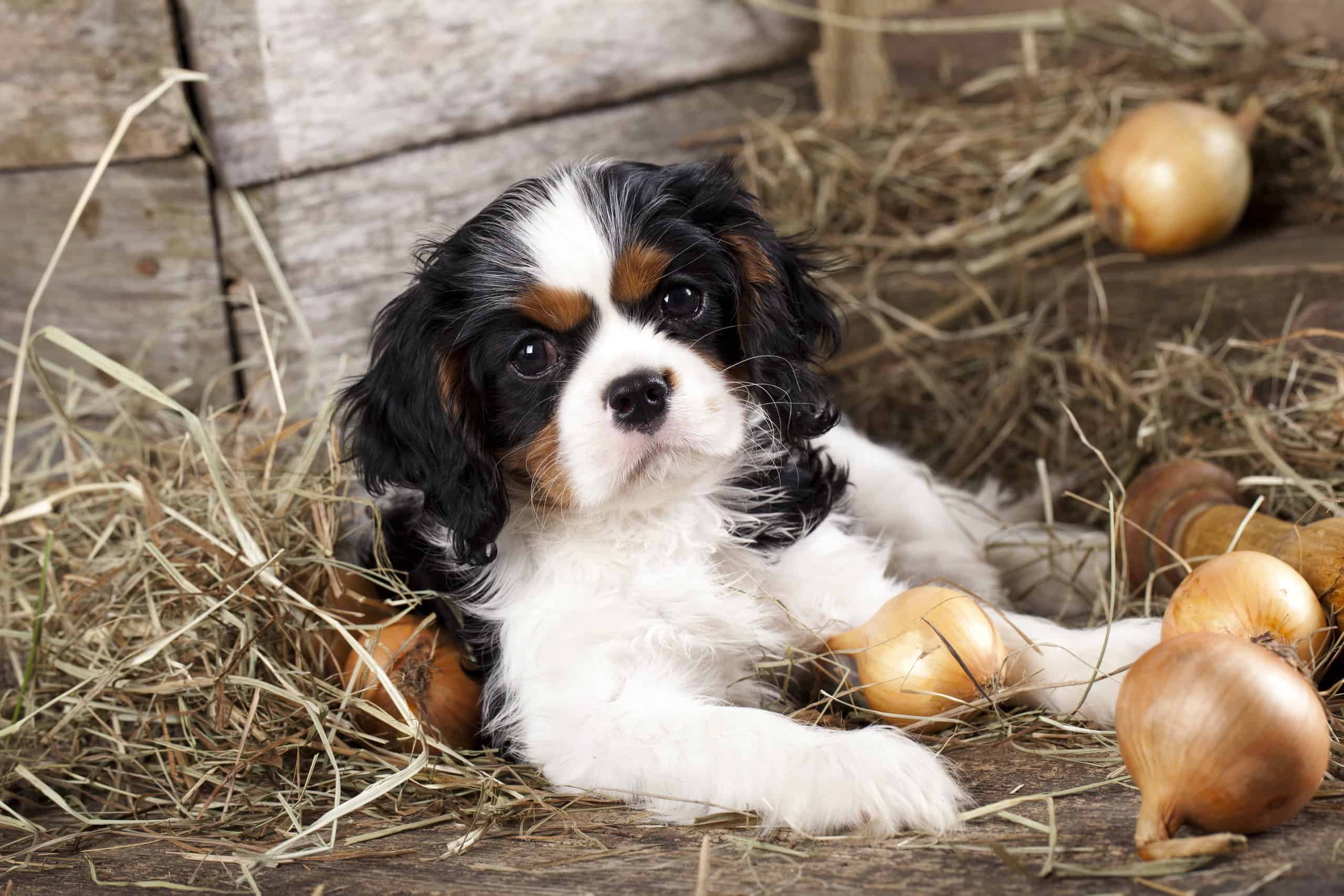 3. Cavalier King Charles Spaniel