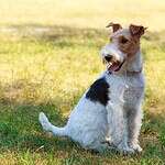 37. Wire Fox Terrier