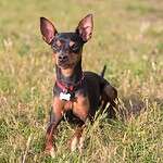 23. Miniature Pinscher