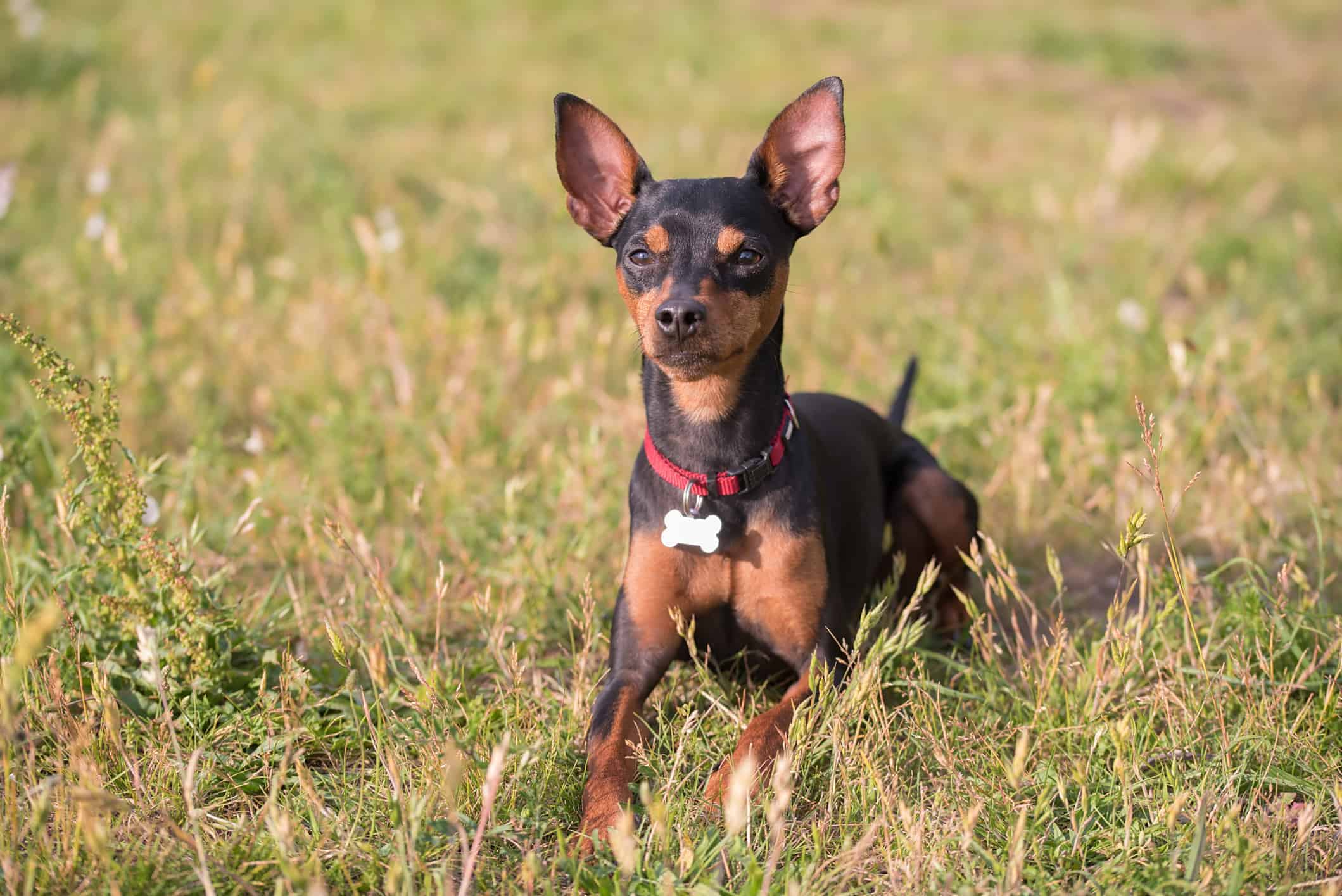 23. Miniature Pinscher