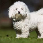28. Coton de Tulear