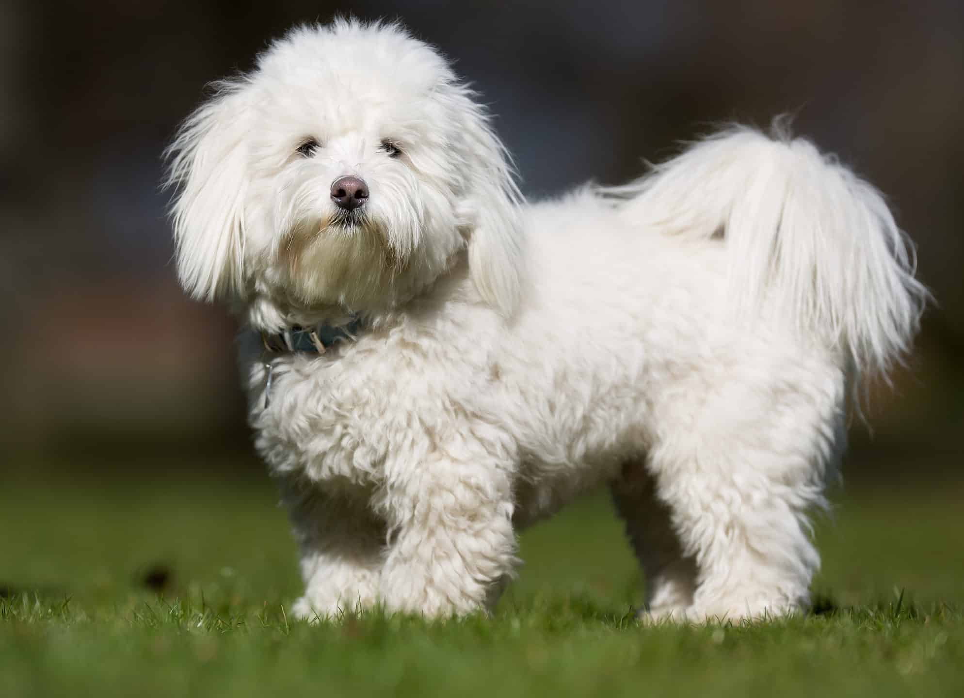 28. Coton de Tulear