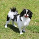 31. Japanese Chin
