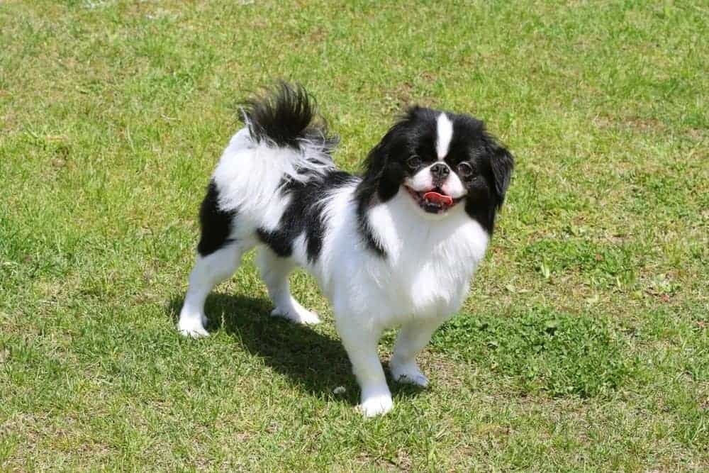 31. Japanese Chin