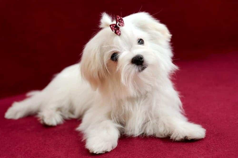 11. Maltese