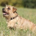 43. Norfolk Terrier