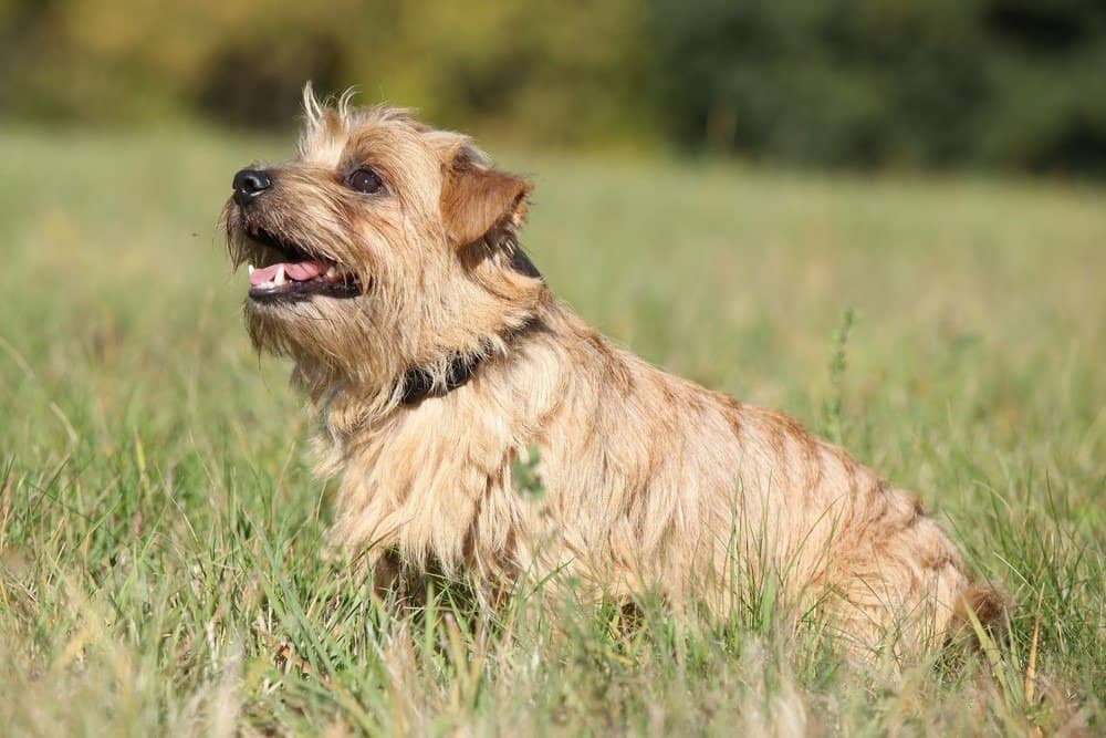 43. Norfolk Terrier