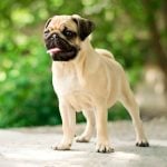 12. Pug