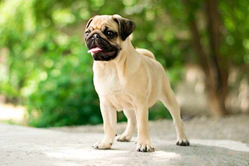 12. Pug