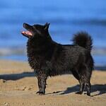 33. Shipperke
