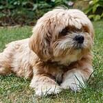 29. Lhasa Apso
