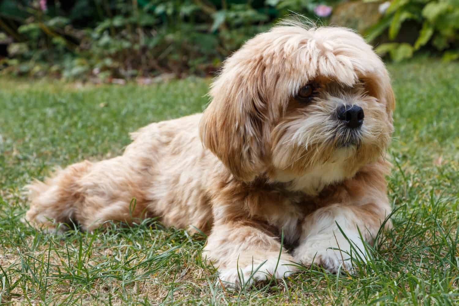 29. Lhasa Apso