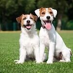 36. Parson Russell Terrier