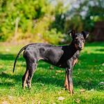 38. Manchester Terrier