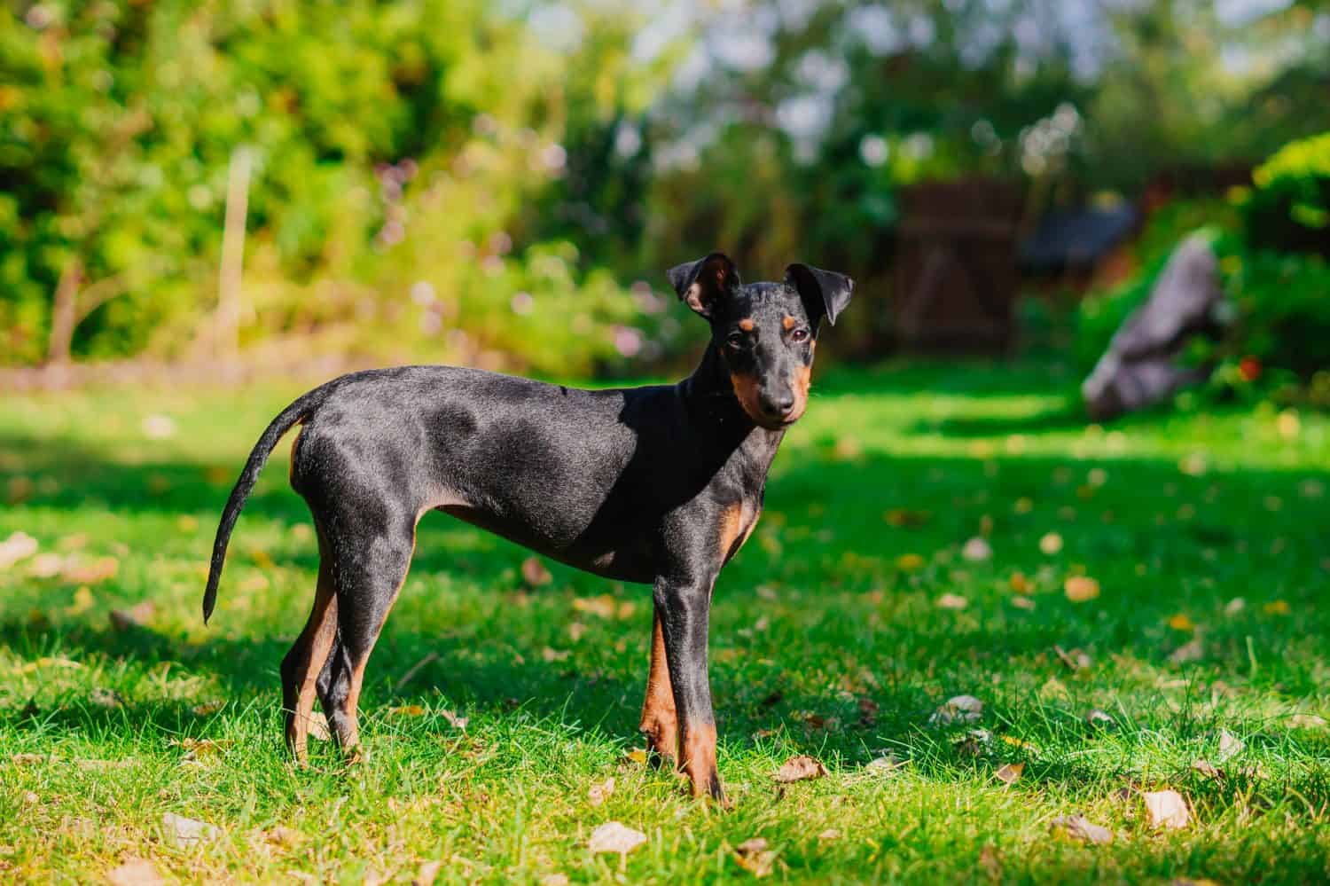 38. Manchester Terrier