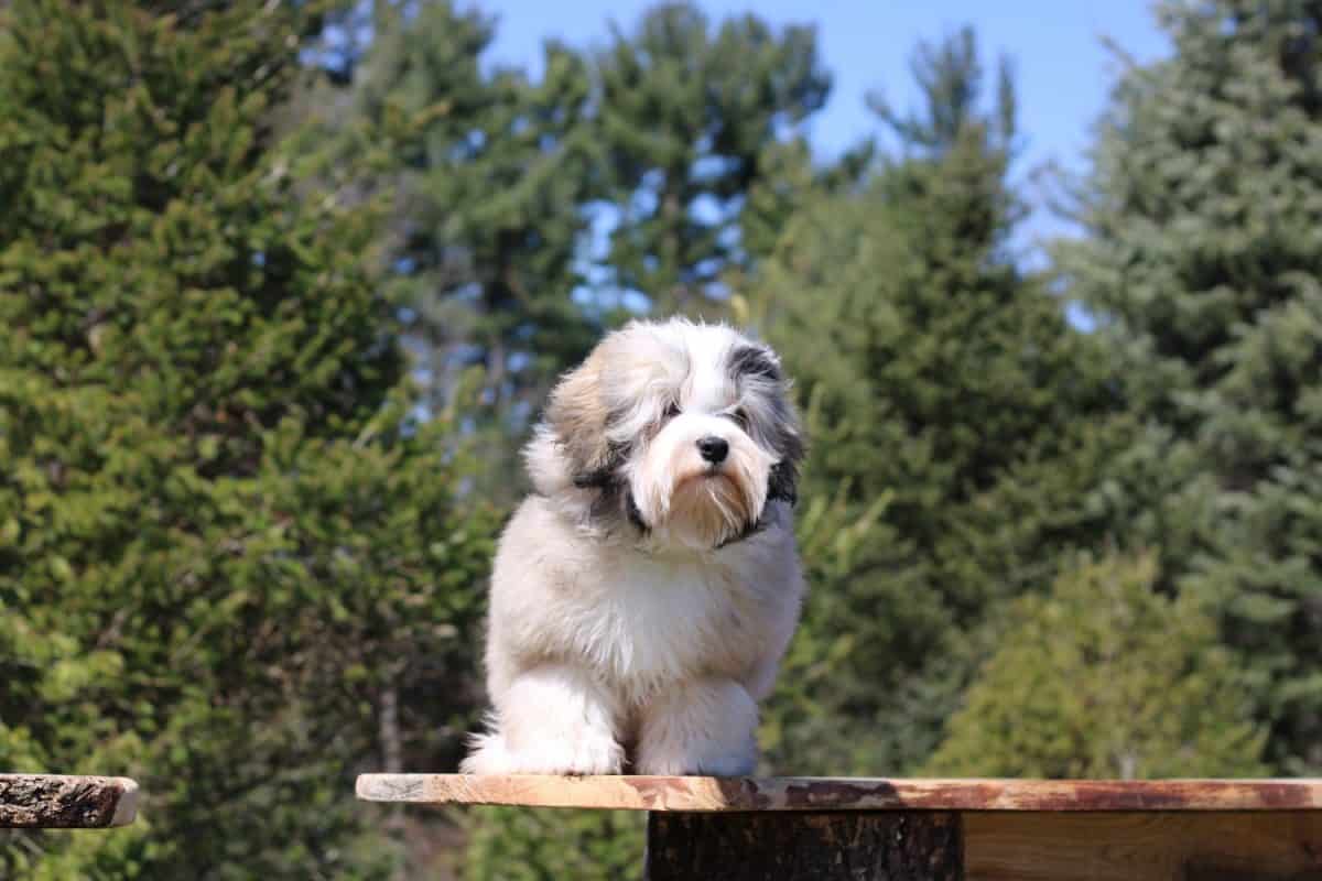 America's Most Popular Small Dog Breeds in 2025