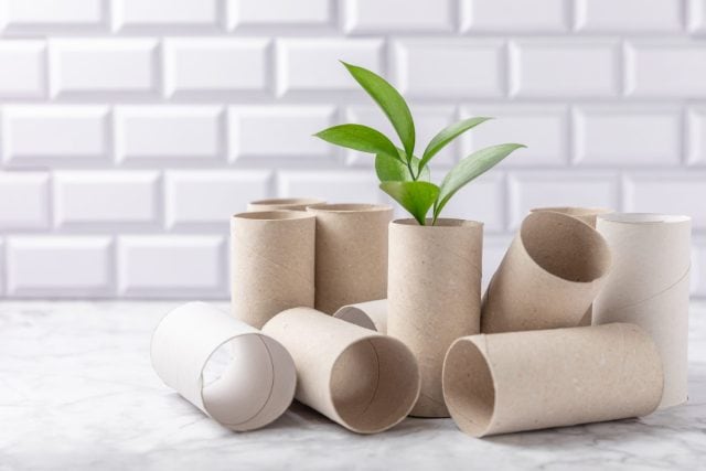 Empty toilet paper roll. Empty toilet paper rolls and plant for on white background. Paper tube of toilet paper. Place for text. Copy space. Flat lay. Eco-friendly reuse recycle