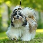 5. Shih Tzu