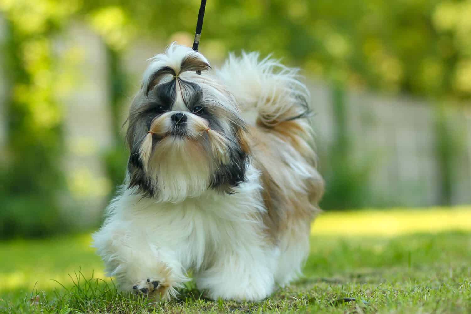 5. Shih Tzu