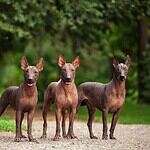 40. Xoloitzcuintli (Toy)