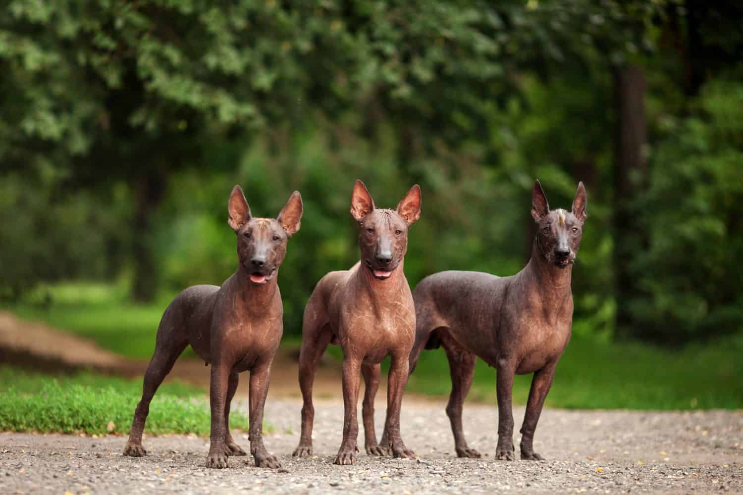 40. Xoloitzcuintli (Toy)
