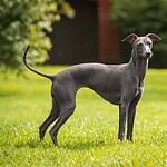 18. Italian Greyhound