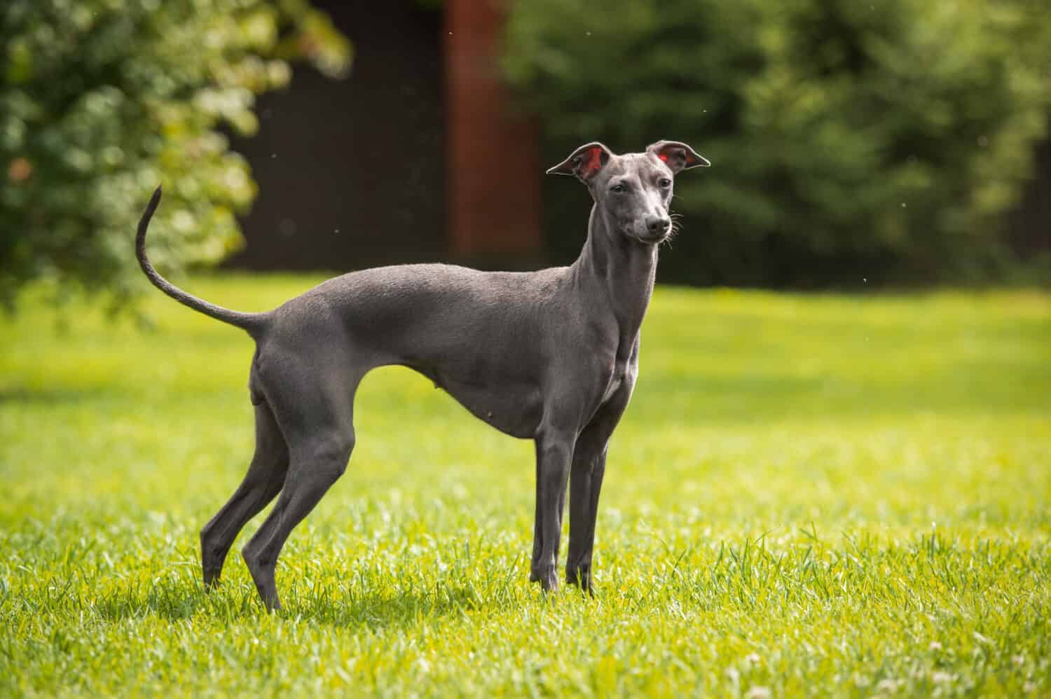 18. Italian Greyhound