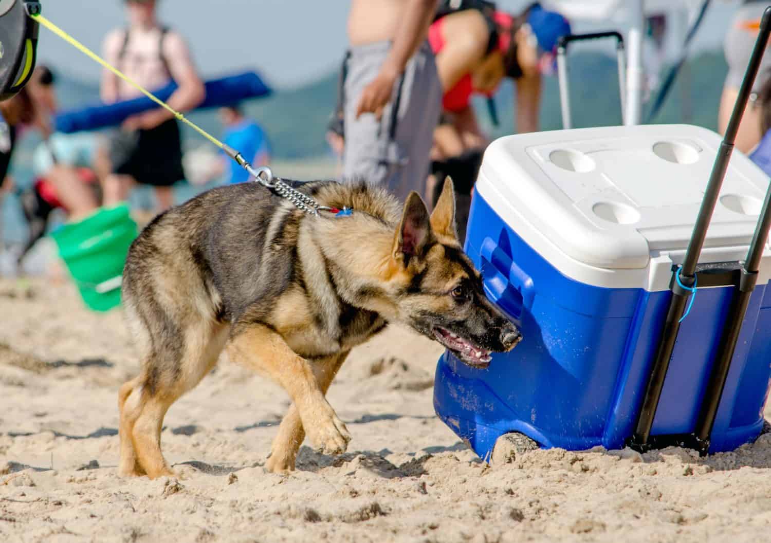 Igloo 90 Qt Flip & Tow Rolling Cooler