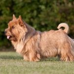 32. Norwich Terrier