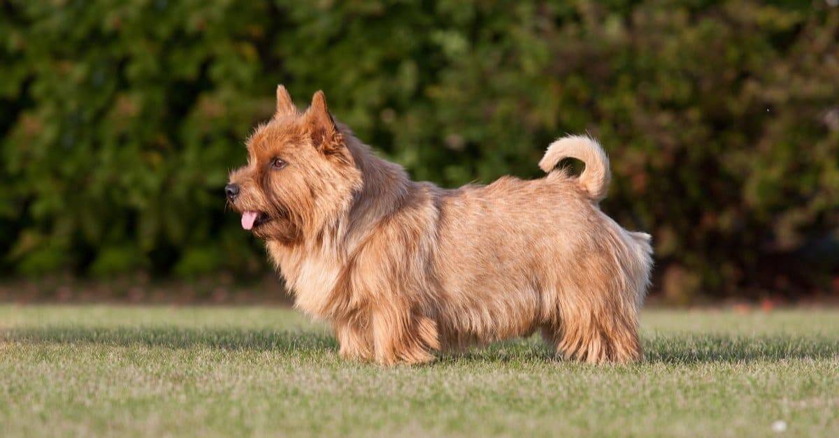 32. Norwich Terrier