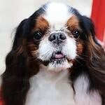 46. English Toy Spaniel