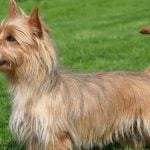 51. Australian Terrier