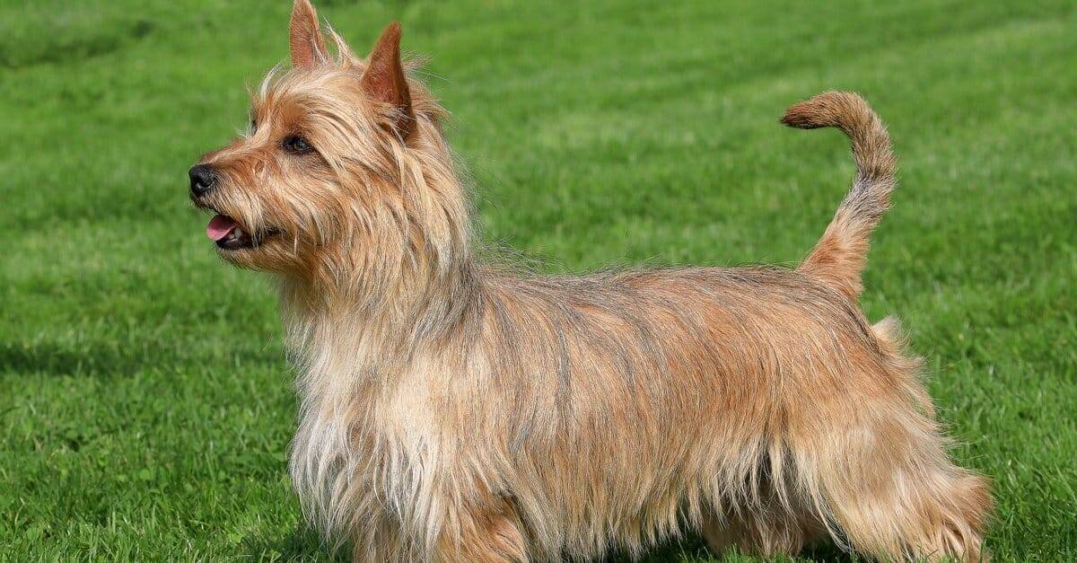 51. Australian Terrier