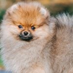 6. Pomeranian