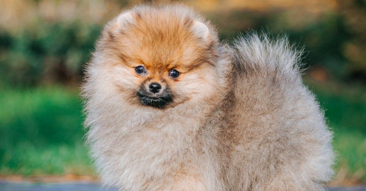 6. Pomeranian