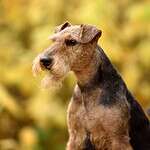 41. Welsh Terrier