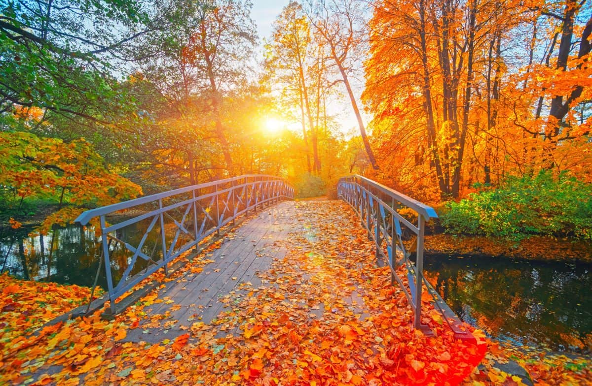 Autumn nature landscape. Lake bridge in fall forest. Path way in gold woods. Romantic view image scene. Magic misty sunset pond. Red color tree leaf park. Calm bright light, city sunrise, sunlight sun