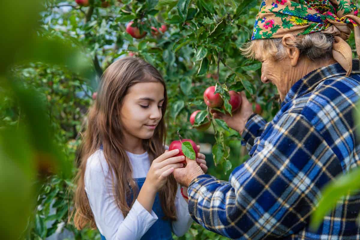 Child and grandmother harvest apples in the garden. Selective focus. Kid.
