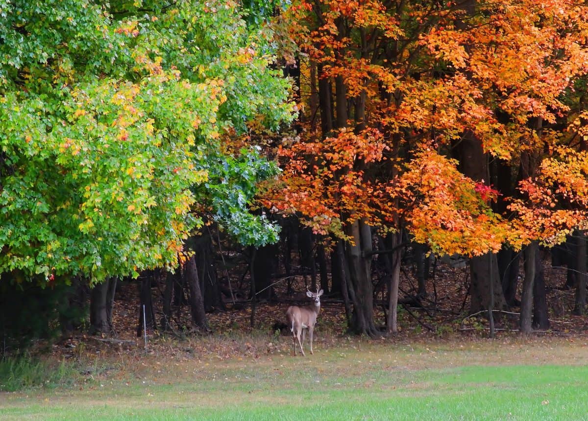white-tailed deer buck standing next to a forest with  colorful fall maple tree foliage near gettysburg, pennsylvania