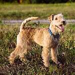 49. Lakeland Terrier