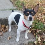 25. Rat Terrier