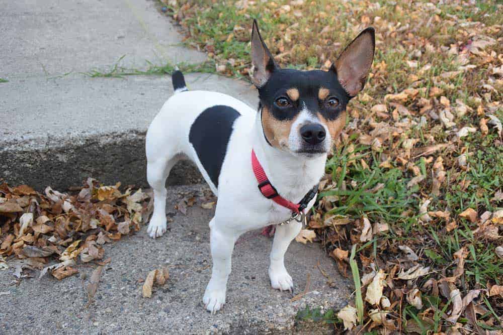 25. Rat Terrier