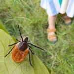 Do a Tick Check