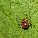 How Common Is Lyme Disease?