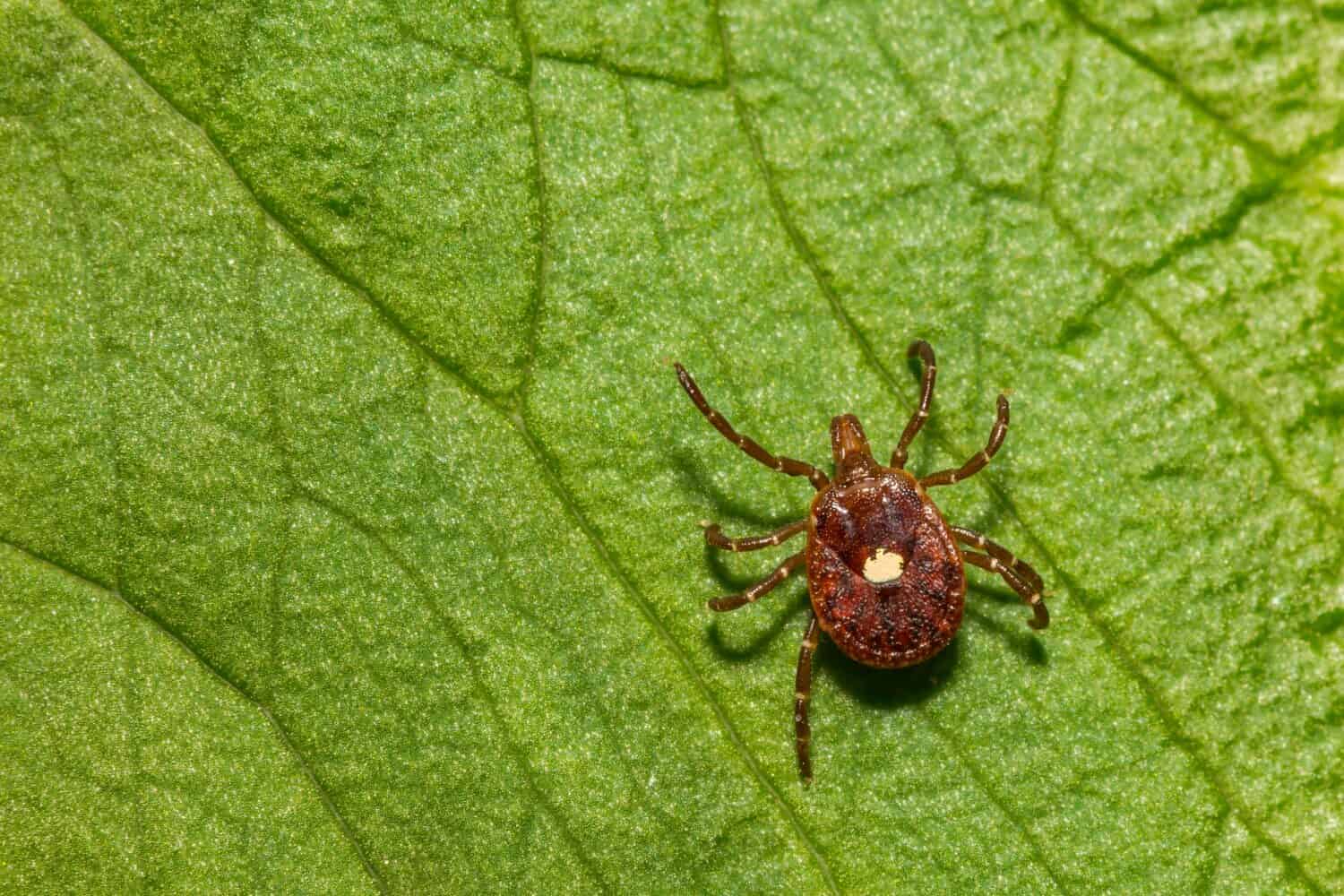 How Common Is Lyme Disease?
