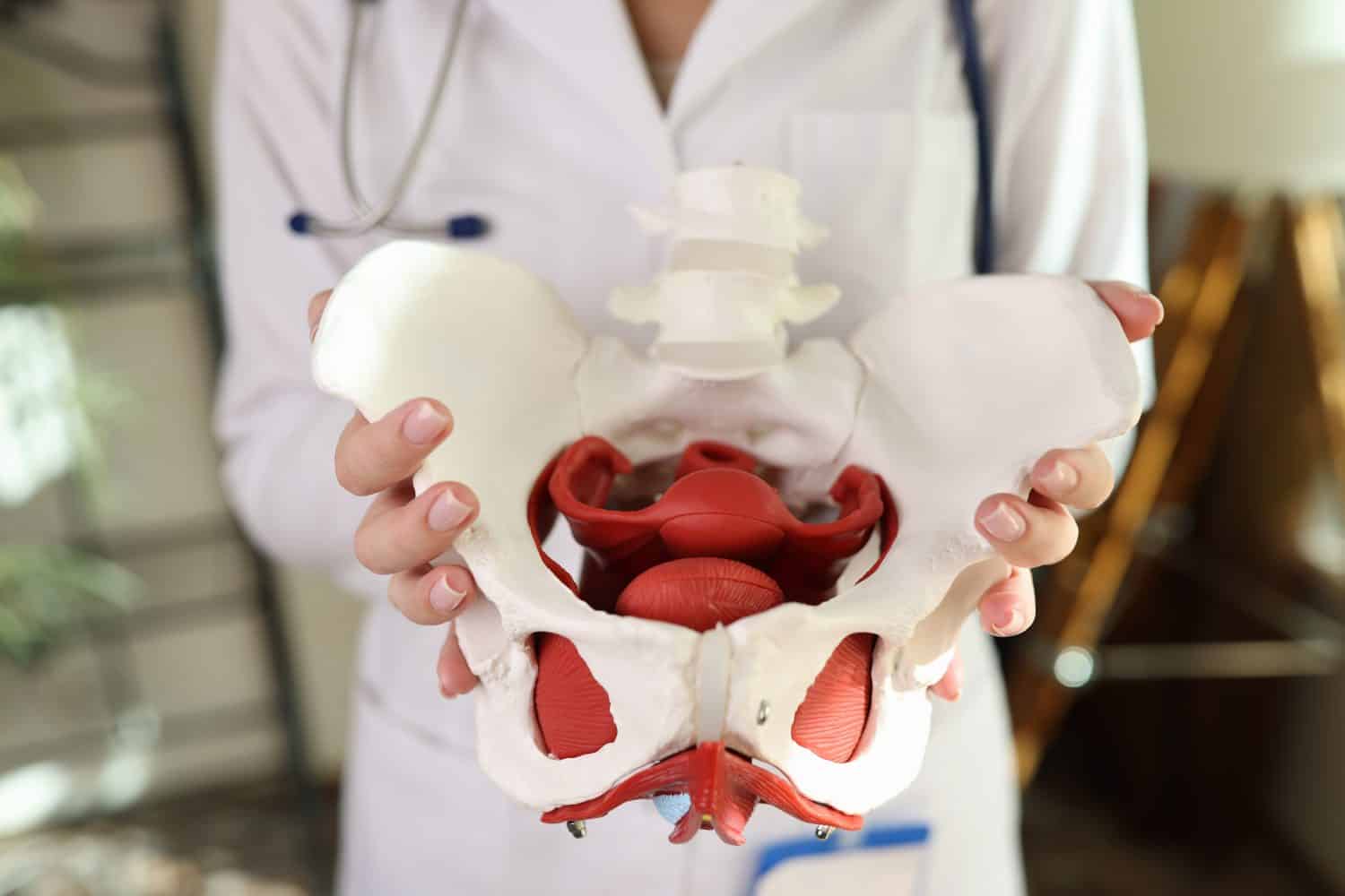 Close-up of doctor gynecologist holding of female pelvis with muscles model. Gynecology and medicine concept
