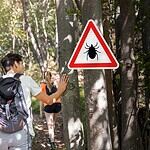 What Kind of Ticks Spread Lyme Disease?