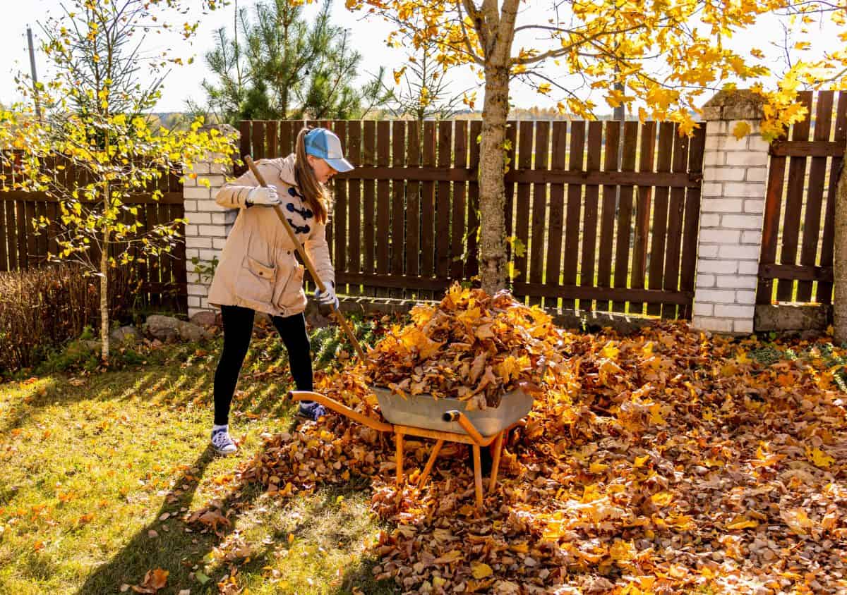 Young Woman having fun throwing while cleaning fallen maple autumn leaves in the garden.