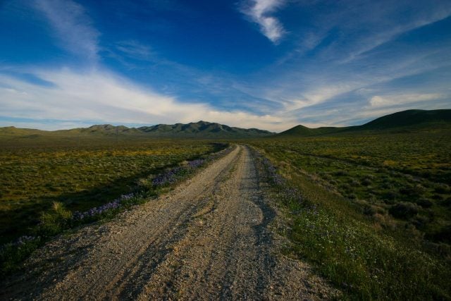 View of desert during spring bloom with yellow flowers and mountains in background and dirt road
