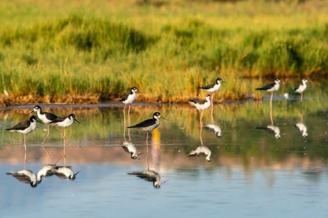 USA, New Mexico, Valencia County. Black-necked stilt birds reflected in water.